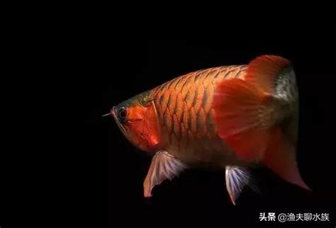 龍魚浮背|【龍魚浮背】小心！龍魚浮背：降水位和治療方法一次掌握 – 每日。